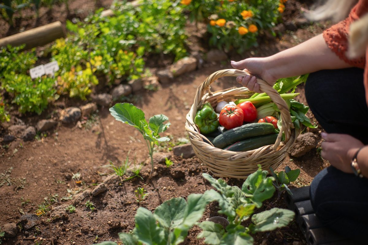 Korb mit frisch geerntetem Gemüse in einem Garten der Vereinsanlage